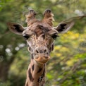 Majestic Giraffe Portrait in Natural Habitat