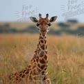 Majestic Giraffe in Natural Habitat: Wildlife Photography of African Savanna