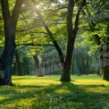 Serene Forest Landscape with Sunlight Filtering Through Lush Green Trees