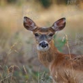 Graceful Whitetail Deer in Natural Habitat - Wildlife Photography