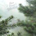 Serene Misty Forest with Dewy Pine Branches