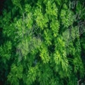 Fresh Green Herb Garden: Vibrant Parsley Leaves Close-Up