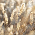 Folhas de Grama Dourada em Luz Natural Suave - Fundo Natural Sereno