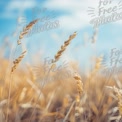 Golden Wheat Field Under Blue Sky - Nature and Agriculture Background