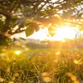 Golden Sunrise Through Lush Green Leaves: Nature's Tranquil Beauty