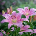 Beautiful Pink Lilies with Dew Drops in Lush Garden Setting