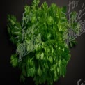 Fresh Cilantro Herb Bunch on Dark Background - Culinary Ingredients for Cooking and Garnishing