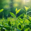 Fresh Green Leaves in Sunlight: Nature's Renewal and Growth