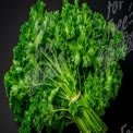 Fresh Parsley Bunch on Dark Background - Culinary Herbs, Cooking Ingredients, Healthy Eating