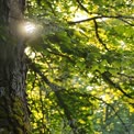 Sunlight Filtering Through Lush Green Leaves in a Serene Forest