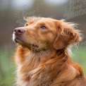 Golden Retriever Portrait: Majestic Canine Close-Up in Nature