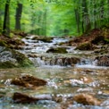 Tranquil Forest Stream with Flowing Water and Lush Greenery