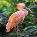 Elegant Pink Ibis in Lush Tropical Setting - Vibrant Wildlife Photography