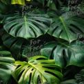 Tropical Monstera Leaves in Lush Greenery - Nature Background