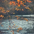 Autumn Leaves Reflected in Tranquil Water: Nature's Serenity