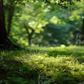 Serene Forest Glade with Sunlight Filtering Through Leaves