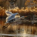 Majestic Great Egret in Flight Over Serene Water at Sunrise