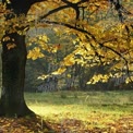 Primer Plano de un Tronco de Árbol Majestuoso: Texturas y Patrones de la Naturaleza