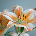 Elegant Orange and White Lily Bouquet - Fresh Floral Arrangement for Home Decor and Events