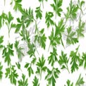 Fresh Green Parsley Leaves on White Background for Culinary and Health Themes