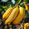 Fresh Ripe Bananas on the Bunch - Tropical Fruit Harvest