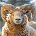 Majestic Ram Portrait with Intricate Horns in Natural Light