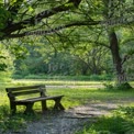 Tranquil Park Bench Under Lush Green Trees in Serene Nature Setting