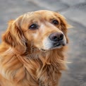 Adorables Golden Retriever Porträt mit ausdrucksvollen Augen