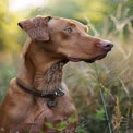 Majestic Dog Portrait in Nature: Captivating Canine Beauty in Soft Light