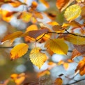 Vibrant Autumn Leaves: Nature's Colorful Fall Foliage