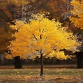 Vibrant Autumn Maple Tree with Golden Leaves in Scenic Park