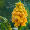 Vibrant Yellow Orchid Flower in Bloom - Nature's Beauty and Floral Elegance