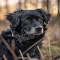 Adorable Black Dog Portrait in Nature at Sunset