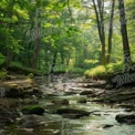 Tranquil Forest Stream: Serene Nature Landscape with Lush Greenery and Sunlight