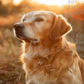 Golden Retriever in Sunset Glow: Majestic Dog Portrait in Nature