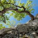 Majestic Tree Canopy Against Clear Blue Sky: Nature's Serenity and Rock Formation