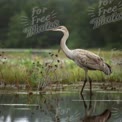 Elegant Sandhill Crane in Serene Wetland Habitat