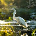 Elegant Great Egret in Serene Wetland at Sunrise