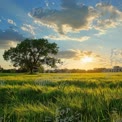 Golden Sunset Over Lush Green Field with Majestic Tree