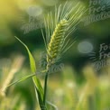 Close-Up of Wheat Spikelet in Sunlit Field - Agriculture and Nature Background