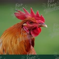 Vibrant Rooster Portrait: Farm Animal Close-Up with Rich Colors