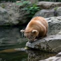 Curious Bear Cub by Tranquil Water: Nature's Playful Wildlife Moment