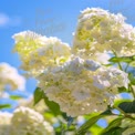 Beautiful White Hydrangea Blooms Against a Clear Blue Sky - Nature's Serenity