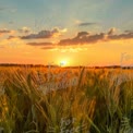 Golden Wheat Field at Sunset: Nature's Serenity and Harvest Beauty