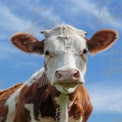 Close-Up of a Curious Brown and White Cow Against a Blue Sky