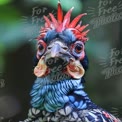 Vibrant Tropical Bird Portrait with Colorful Plumage