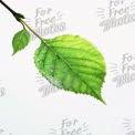 Fresh Green Leaf Isolated on White Background - Nature and Sustainability Concept