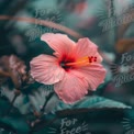 Vibrant Pink Hibiscus Flower in Lush Greenery - Tropical Floral Beauty