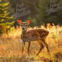 Graceful Fawn in Sunlit Meadow: Nature's Beauty and Wildlife Serenity