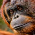 Close-Up of a Majestic Orangutan: Wildlife Portrait for Conservation Awareness